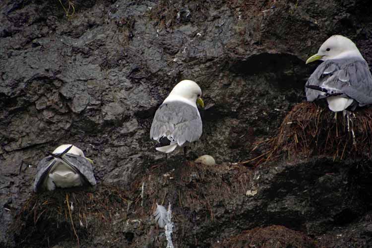 birds nesting on rock